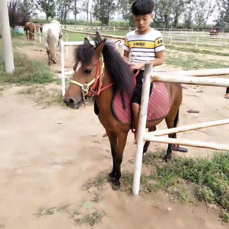 矮马多高, 乘骑小矮马, 矮马价格 矮马养殖 德保矮马的价格,周边矮马