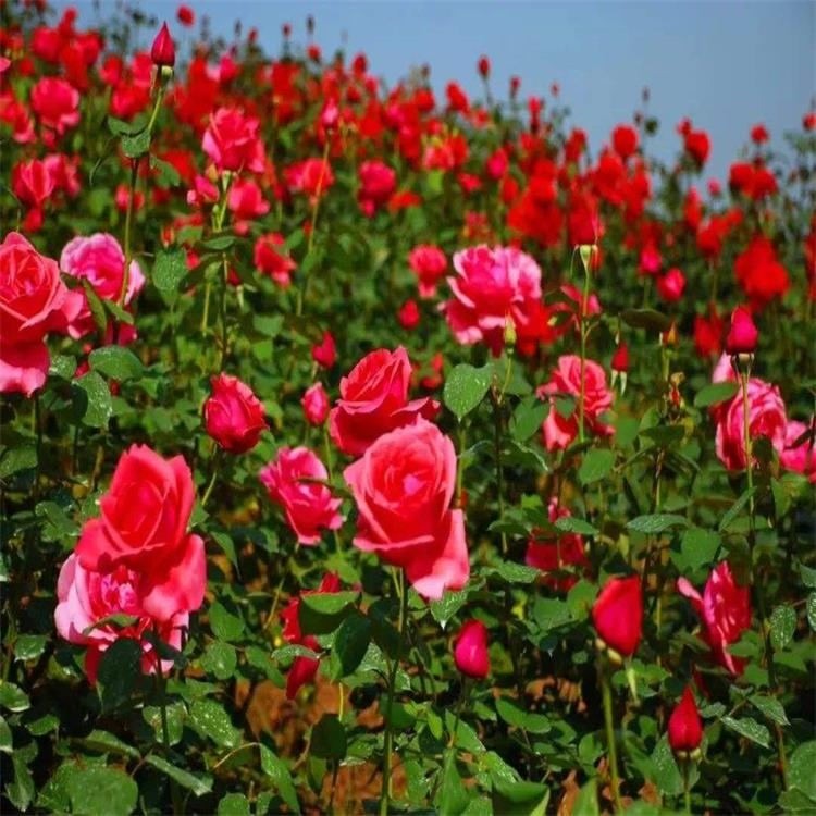 新采玫瑰种子 食用玫瑰种子 观赏玫瑰苗子 红刺玫种子 玫瑰花种子