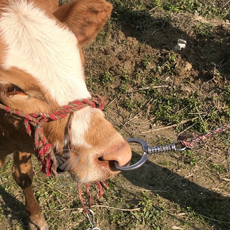 大号弹簧牛鼻钳 不锈钢牛鼻环牛鼻子牵引扣 加厚加大弹簧牛鼻钳