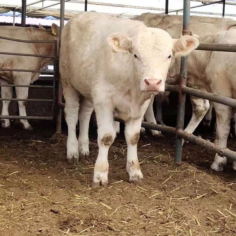 杂交牛犊养殖场 三民 销售价格 利木赞牛犊 肉牛崽繁殖基地