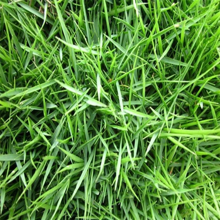 批发零售狗牙根种子百慕大种子工程护坡专用草籽暖季型草坪耐践踏
