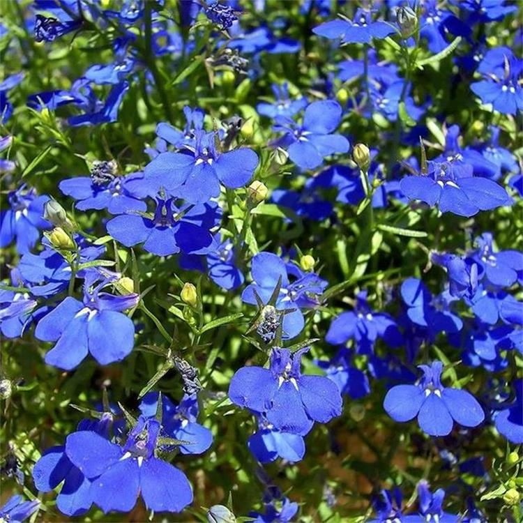 兰花亚麻蓝花亚麻草花种子阳台室内盆栽六倍利野花组合花卉种子