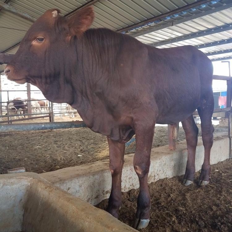 三元牛基地出售 肉牛 西门塔尔牛犊出售 好养活 小牛犊批发 利木赞牛