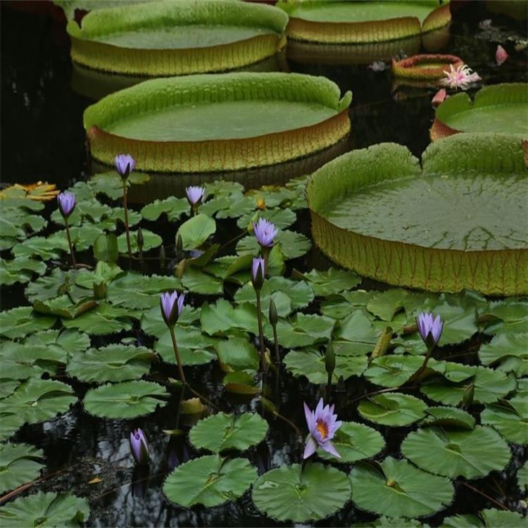 水生花卉植物亚马逊王莲种子荷花大型睡莲种子四季莲藕霸王莲种子