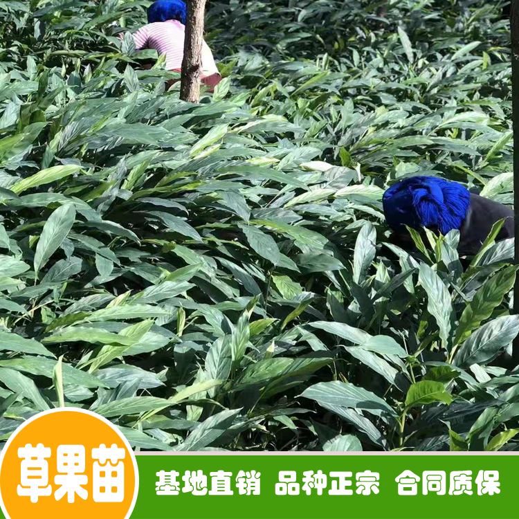 草果育苗价格与图片 草果苗新品种 云南草果苗供应商