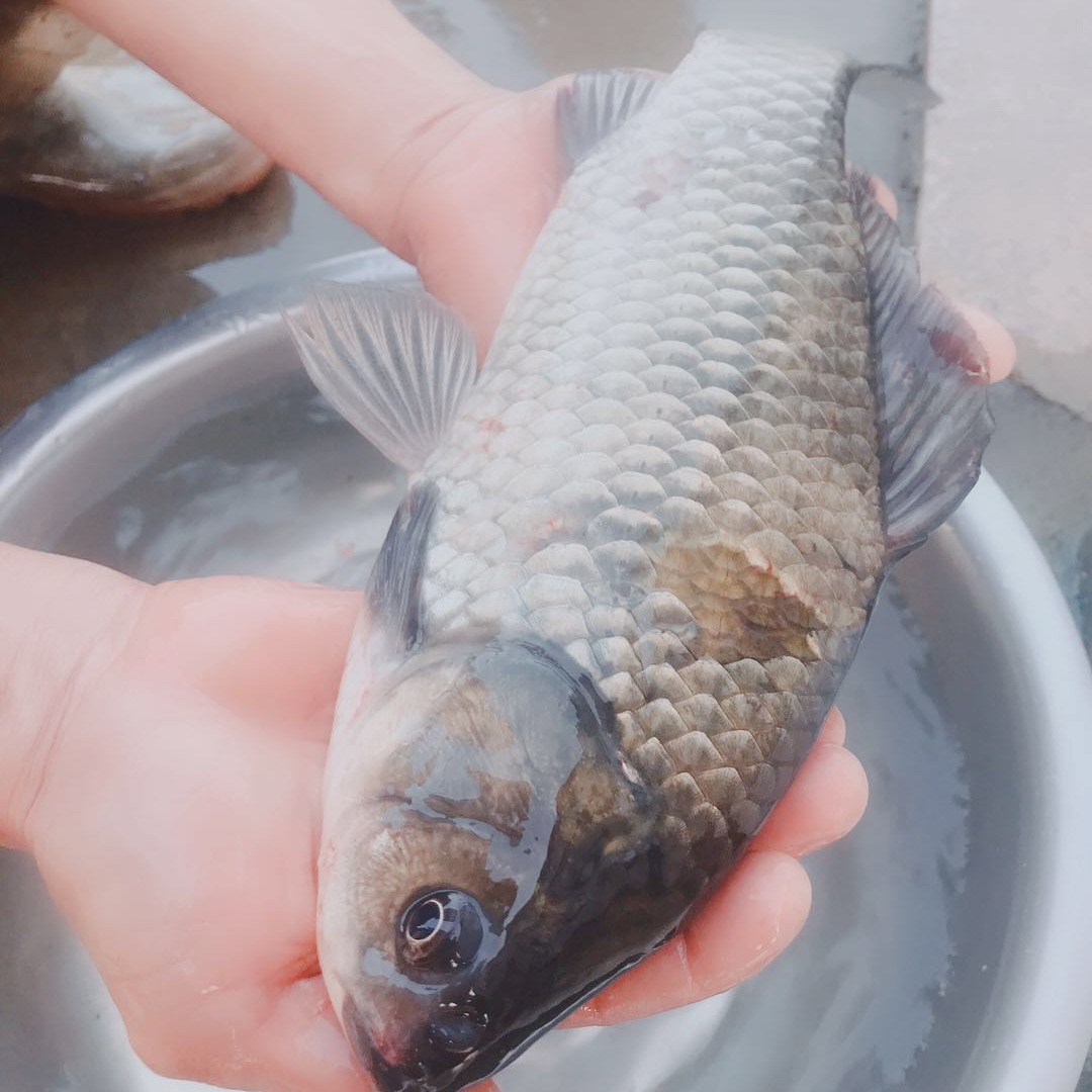 湖南鲫鱼苗批发湘云鲫鱼苗中科三号鲫鱼苗黄金鲫鱼苗价格