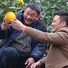 橘子苗黄岩蜜橘鸡尾葡萄柚葡萄柚由良蜜橘蜜橘