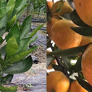橘子苗黄岩蜜橘鸡尾葡萄柚葡萄柚由良蜜橘蜜橘
