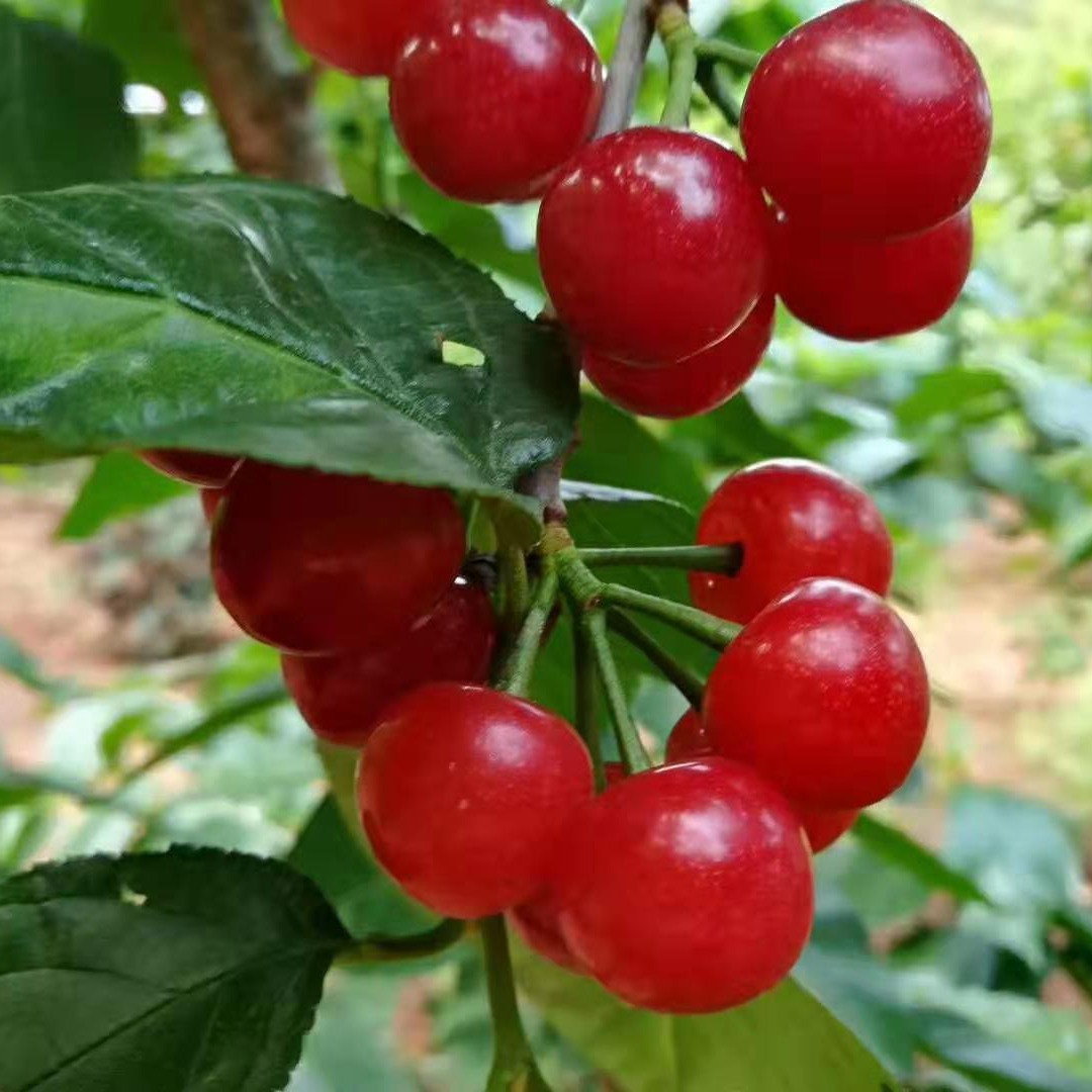 小櫻桃紅妃瑪瑙紅諸暨短柄黑珍珠南早紅