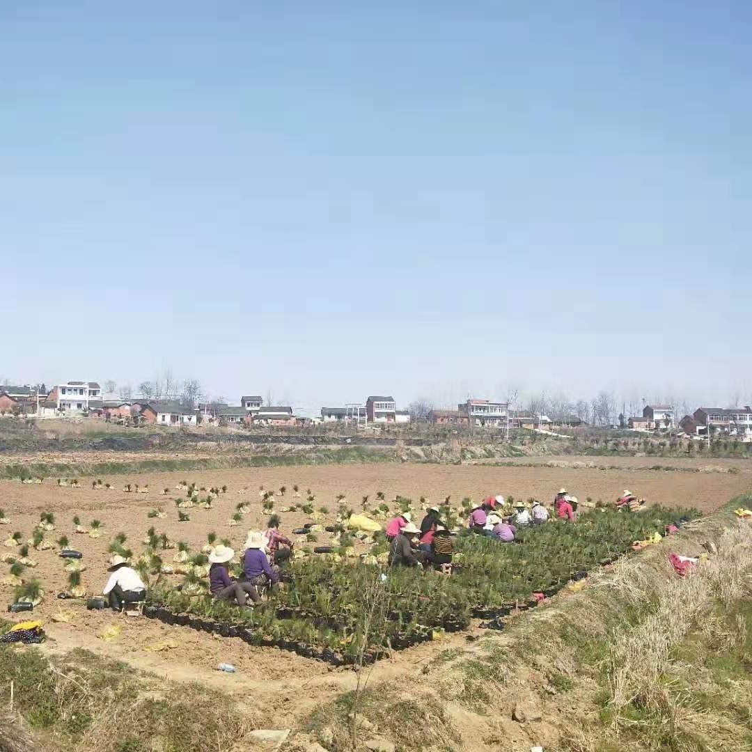 湿地松基地直销1-4年生优质湿地松 欲购从速