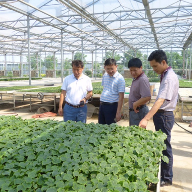 云浮经济适用型育苗种植玻璃温室大棚工程尺寸自定义建设厂家