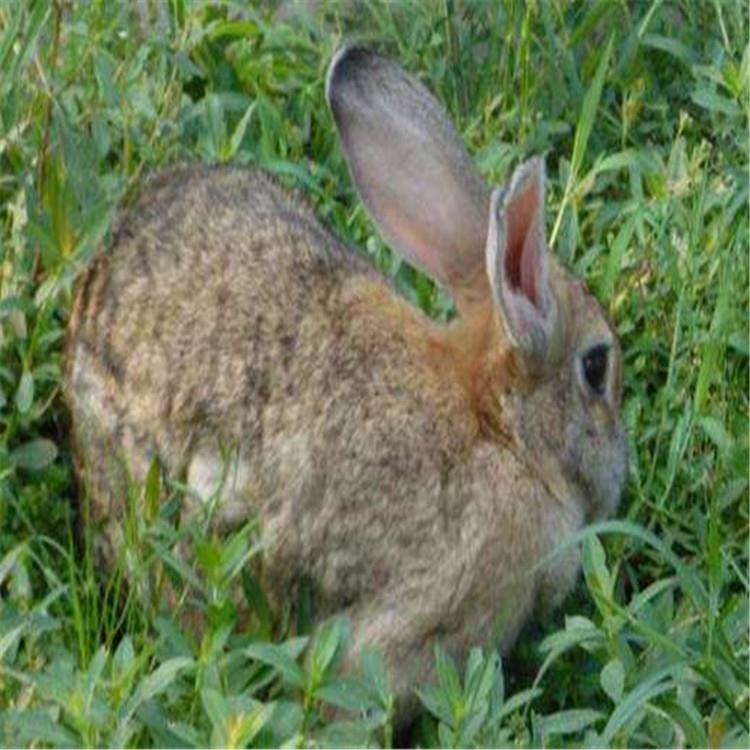 优质品种比利时兔幼兔比利时兔肉兔价格比利时兔养殖