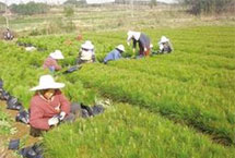 一年生20-40cm湿地松供应 认准随州希望苗圃示例图13