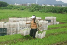 一年生20-40cm湿地松供应 认准随州希望苗圃示例图15