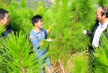 一年生20-40cm湿地松供应 认准随州希望苗圃示例图20