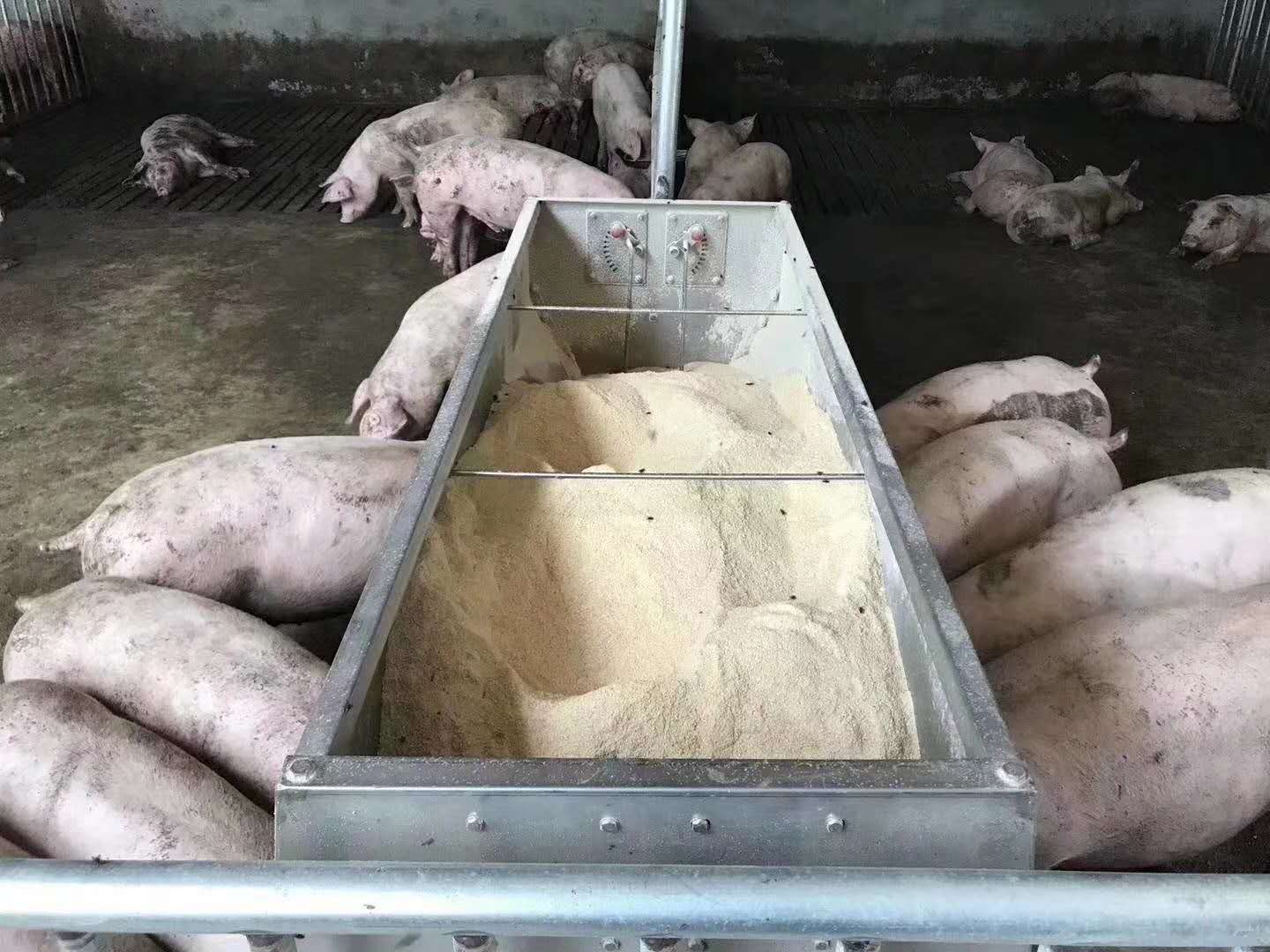 不锈钢料槽猪用食槽喂食槽可调节性猪用食槽多孔位料槽