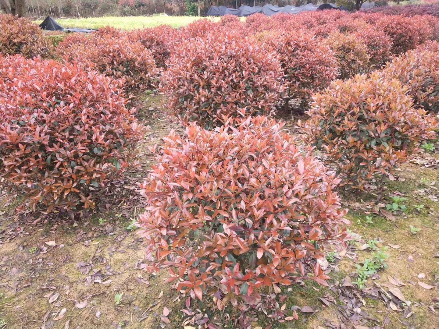 庭院綠化花卉 彩色苗木 綠化工程用苗 精美紅葉石楠 灌木 球類示例圖3