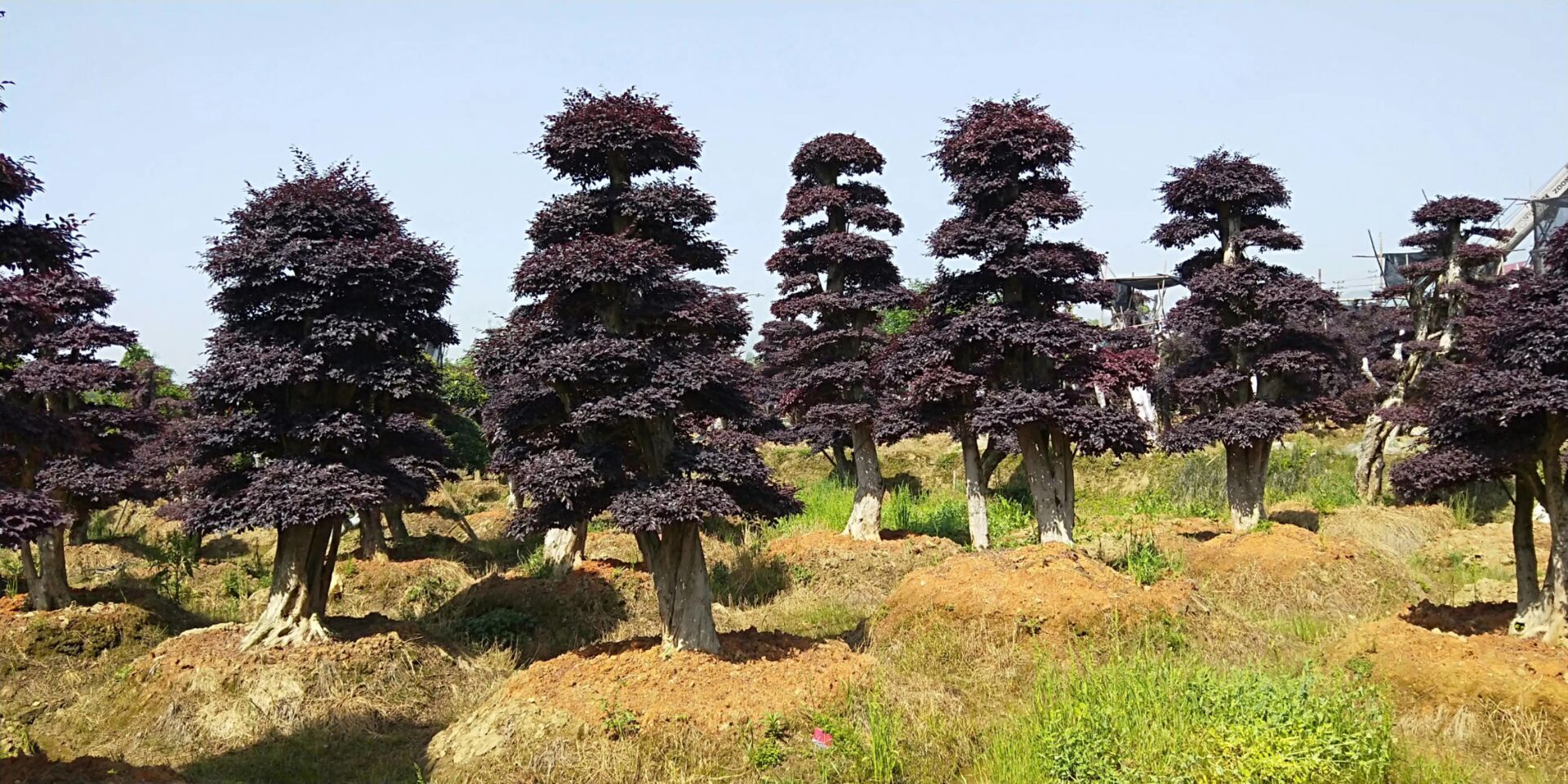 专业种植基地 造型红花继木桩 优质造型红花继木 精品红继木示例图4