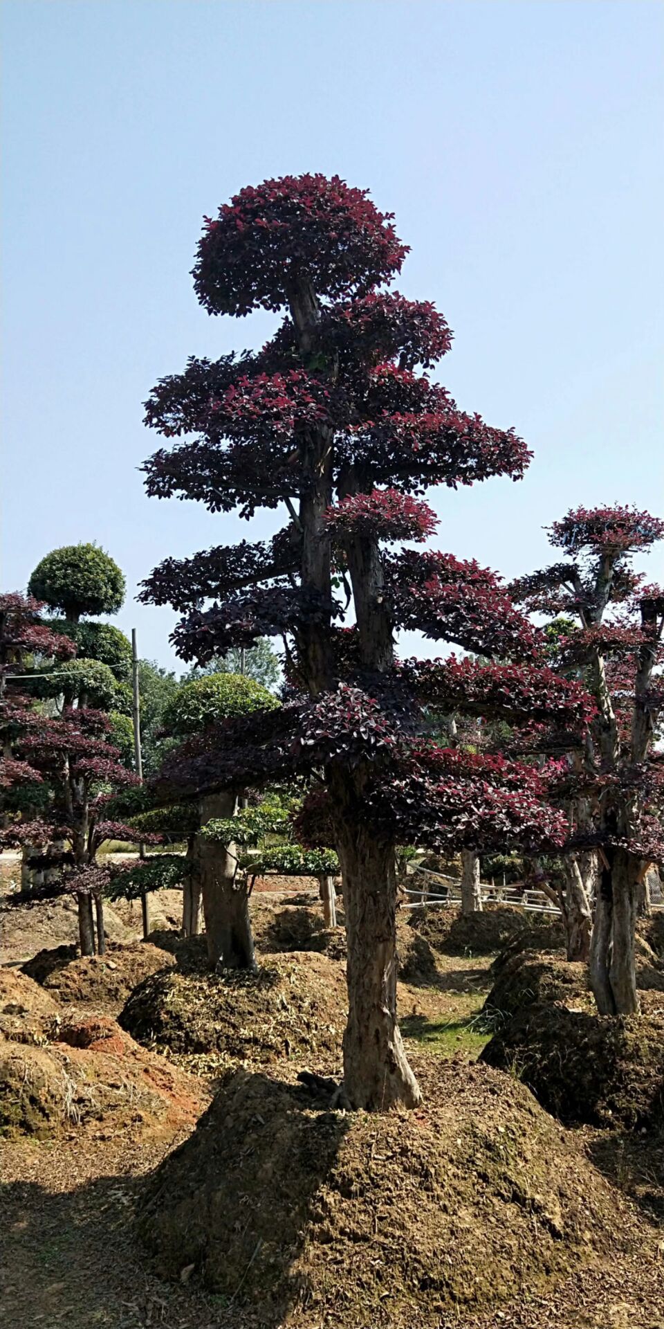 专业种植基地 造型红花继木桩 优质造型红花继木 精品红继木示例图6