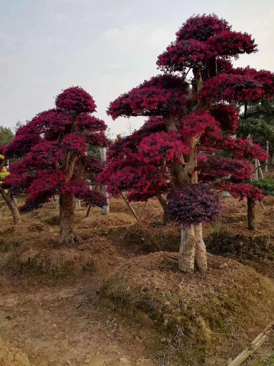 专业种植基地 造型红花继木桩 优质造型红花继木 精品红继木示例图5