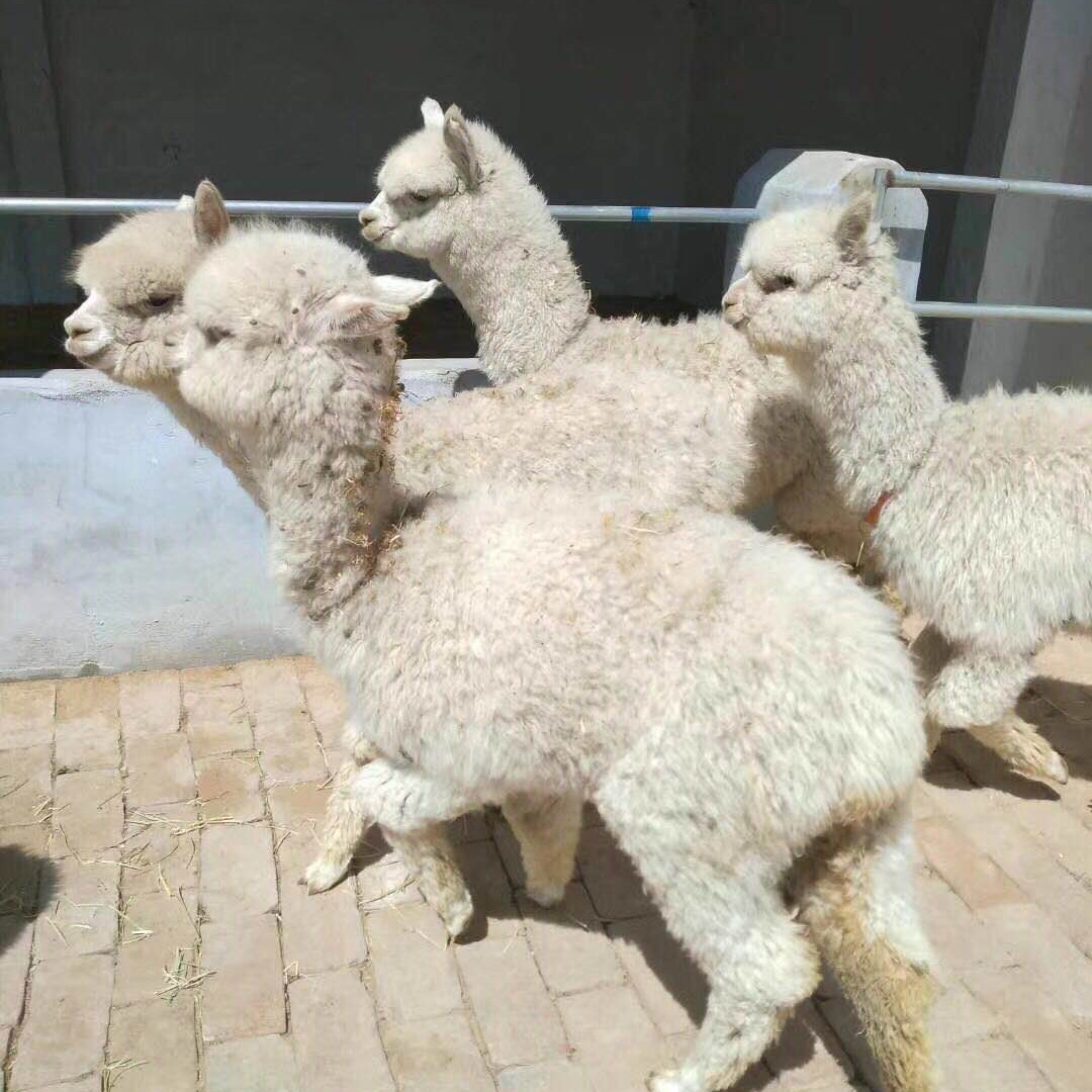 羊驼出租  成年羊驼价格  澳洲智利羊驼 