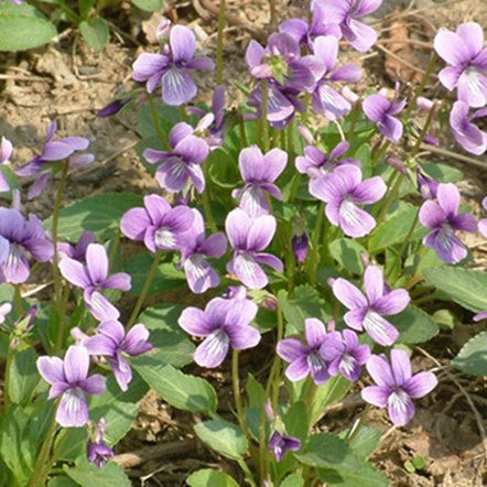 销售紫花地丁种子 紫花地丁种子价格 紫花地丁种子批发 货到付款 量大从优