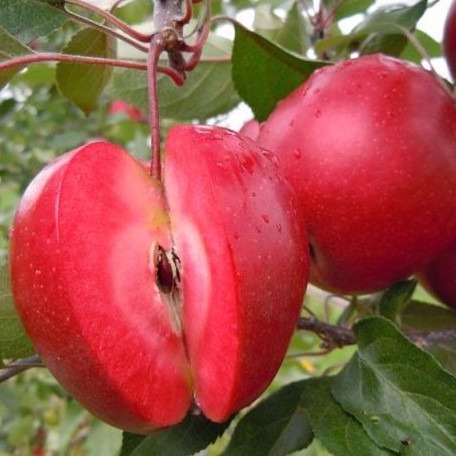 红肉苹果119-06苗子