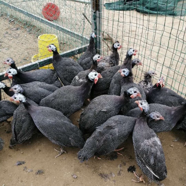珍珠鸡苗 成年珍珠鸡出售一只多少钱 祥宸养殖出售各种鸡苗 珍珠鸡