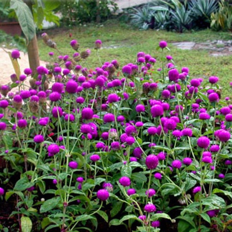 千日红草花种子千日紫园林绿化耐热花卉花海花期长千日紫粉白花带观花籽