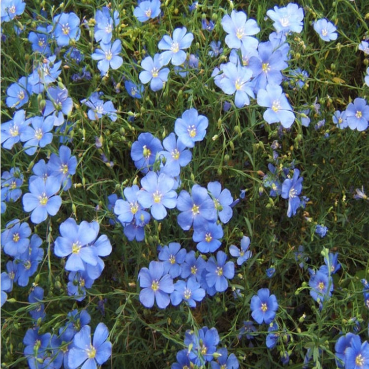 蓝花亚麻种子盆栽红花庭院花海绿化阳台花卉种子春播草花种子秋播