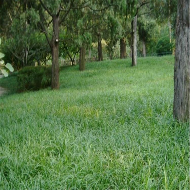 四季常青庭院护坡 碱茅草种子发芽率高 山体覆绿