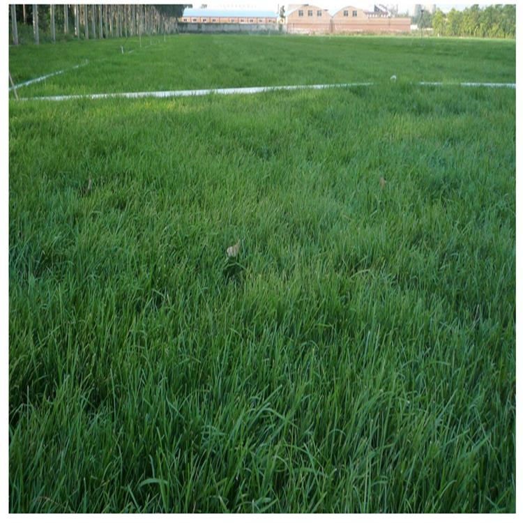 运动场庭院工程 绿化草坪护坡草籽出苗率高 山体覆绿