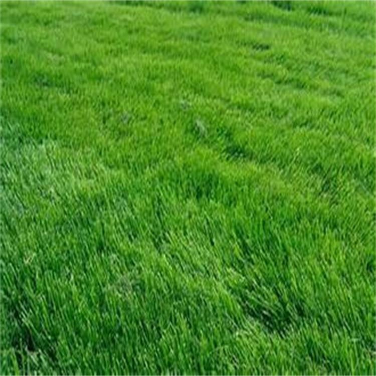 发芽率高绿化园林 草坪草籽提供指导 固堤保土护坡
