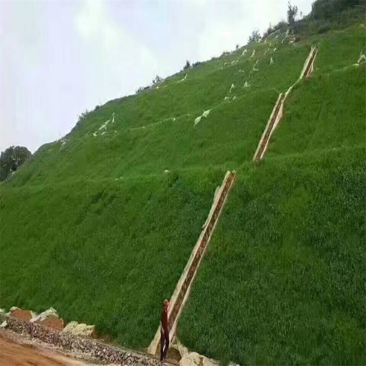 四季青草种基地种植  四季青草坪种子