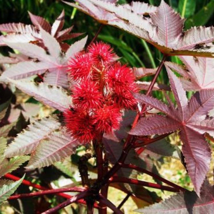 家居盆栽花草種子陽臺易種觀花系列紅蓖麻種子