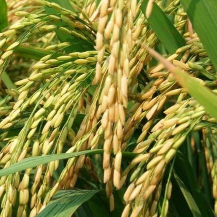水稻种子批发水稻种子包邮水稻种子出售