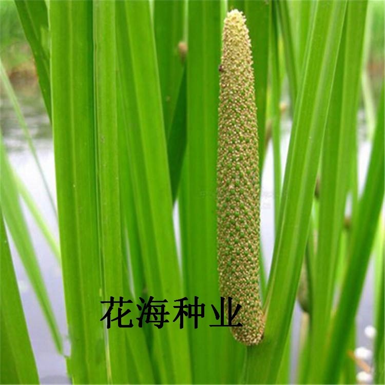 菖蒲种子批发 花海种业 水生植物种子批发