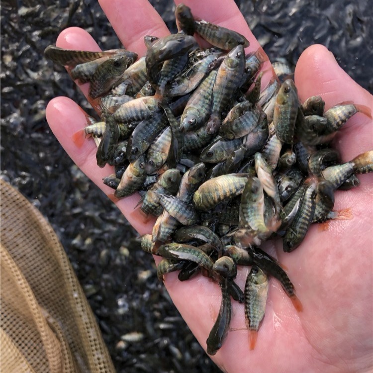 吉鯧魚苗基地直銷優質羅非魚苗非洲鯽魚苗羅飛魚苗