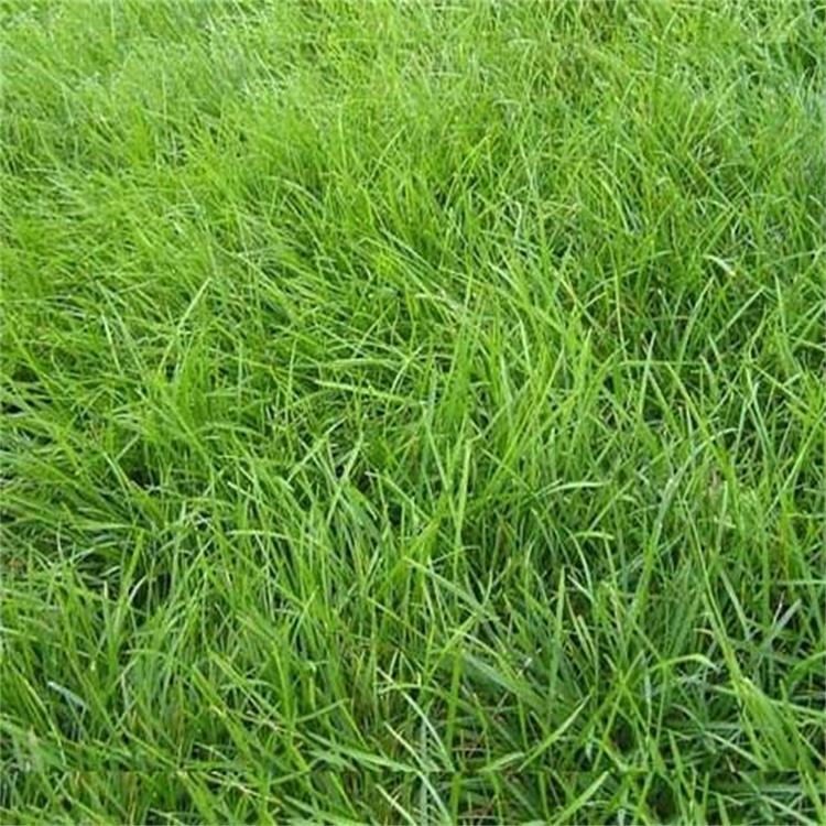 四季常青庭院护坡 牧草种子黑麦草成活率高 苗木培育供应
