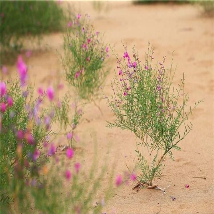 销售花棒种子花棒种子价格花棒种籽批发