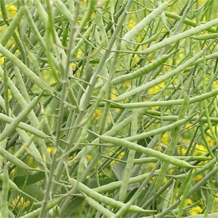 销售油菜种子油菜花种子油菜种子批发油菜种子价格