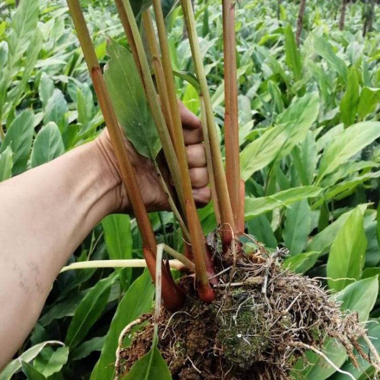 今年草果苗文山草果苗雲南草果苗貴州草果苗草果苗基地價格