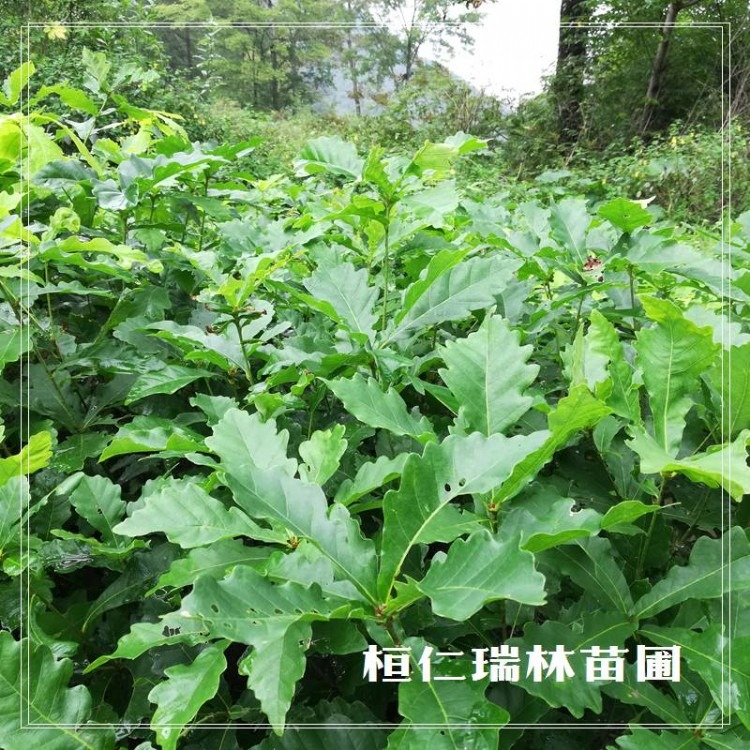 辽宁蒙古栎苗木基地 柞树苗 蒙古栎苗价格 橡树苗