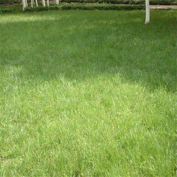 发芽率高绿化园林 草坪草籽提供指导 固堤保土护坡