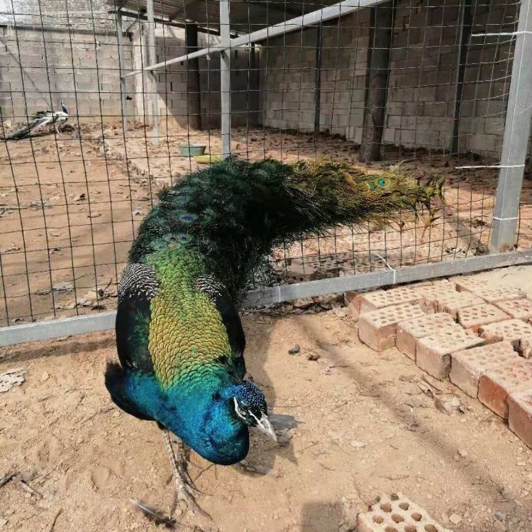 養殖動物,特種養殖孔雀苗,藍孔雀開屏好看/觀賞孔雀