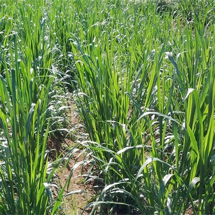 高产牧草种子 甜象草种子价格 畜牧食用草|价格|厂家