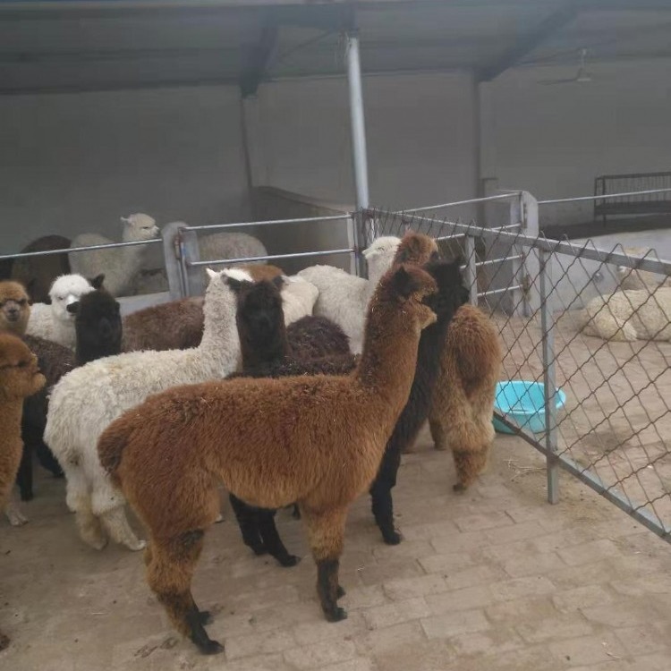 羊驼幼崽   成年羊驼价格 澳洲智利羊驼   纯种小羊驼幼崽 羊驼养殖