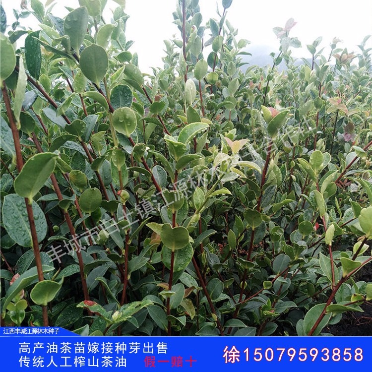 江源林木种子长林系列两年生优质高产油茶苗 油茶籽 油茶栽培 高产嫁接油茶苗