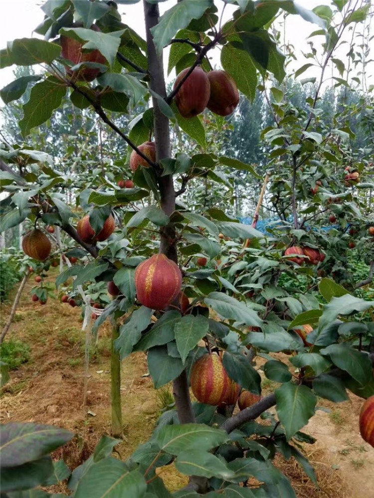 贵州柱状梨梨树苗基地