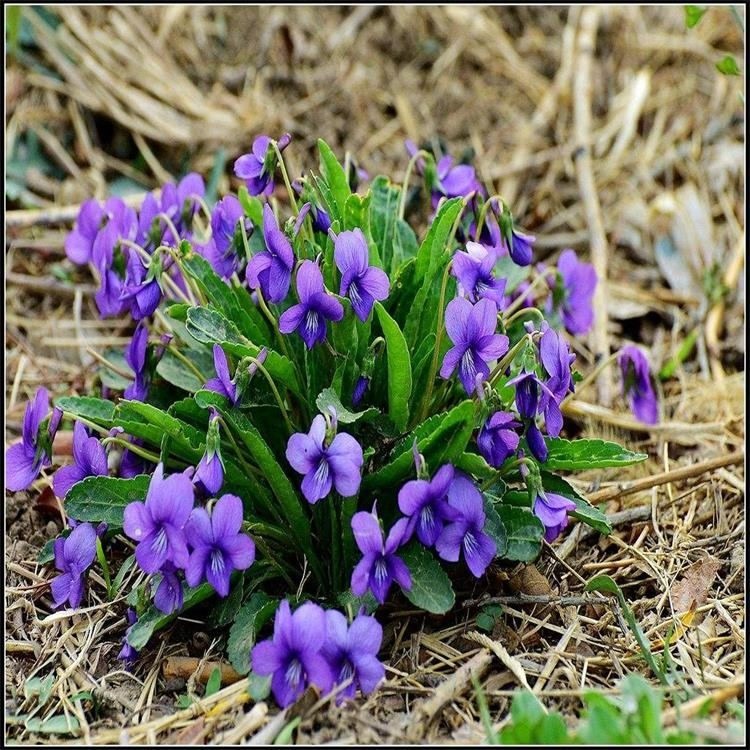 供應今年新採紫花地丁種子多年生混色紫花地丁種子景逸種業